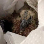 Ringeltaubenbaby durch Taubenhilfe Köln gerettet
