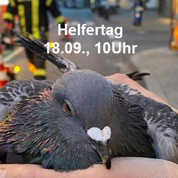 Helfertag der Kölner Taubenhilfe