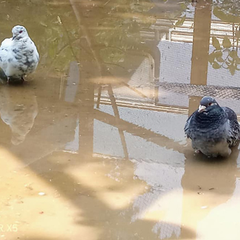 Tauben in überfluteter Voliere