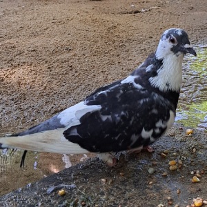 Patentaube Flöckchen